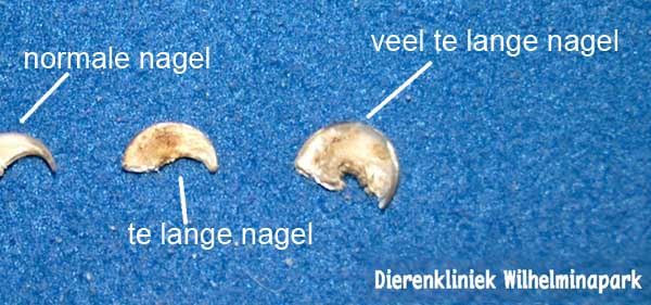De gewone nagel links is ingegroeid in die daar rechts van en deze weer in die daar rechts van -> zo ontstaat een veel te lange nagel die in het vlees kan groeien!..